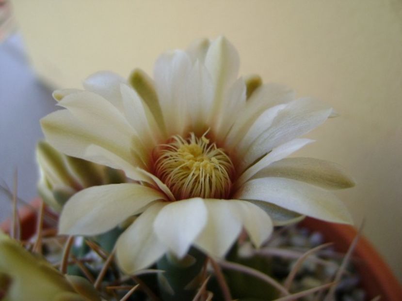 Gymnocalycium intermedium - Cactusi 2018 Gymnocalycium