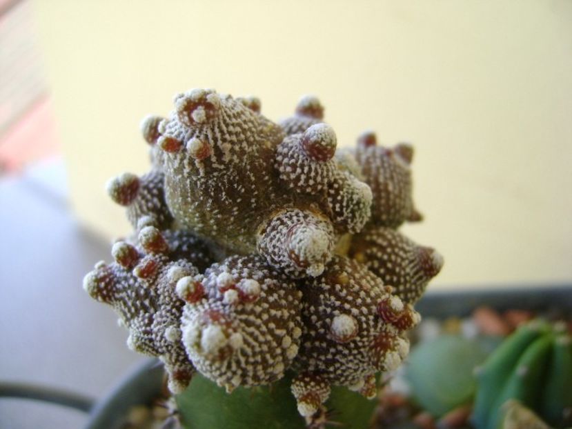 Blossfeldia liliputana - Cactusi 2018 bis bis