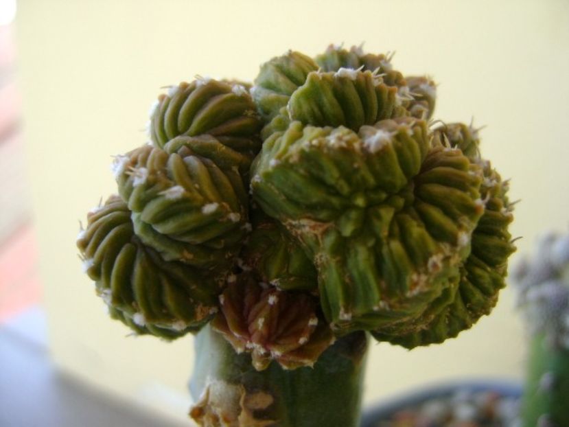 Aztekium valdezii, Linares, Nuevo León, Mx. - Cactusi 2018 bis bis