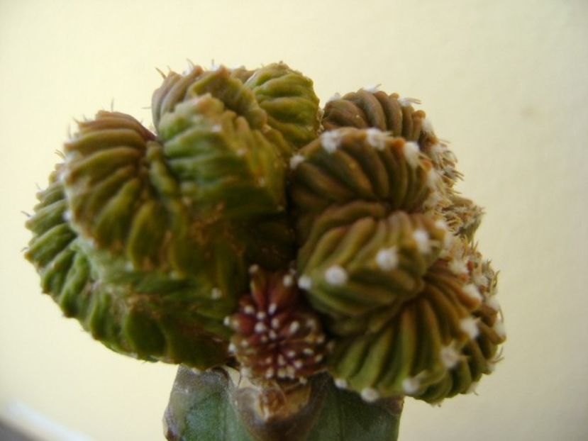 Aztekium valdezii, Linares, Nuevo León, Mx. - Cactusi 2018 bis bis