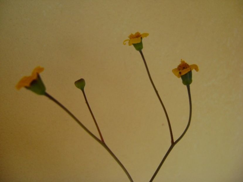 Othonna triplinervia - Caudiciforme si bulbi 2018