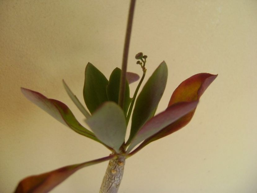 Othonna triplinervia - Caudiciforme si bulbi 2018