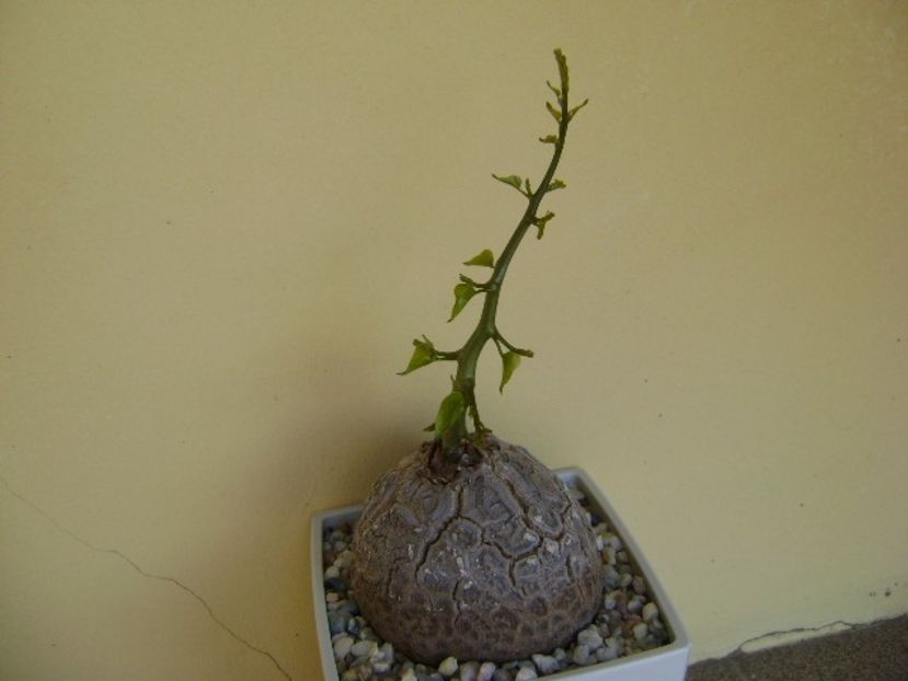 Dioscorea elephantipes - Caudiciforme si bulbi 2018