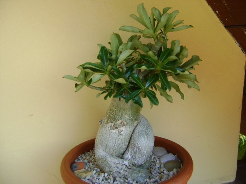 Adenium obesum - Caudiciforme si bulbi 2018