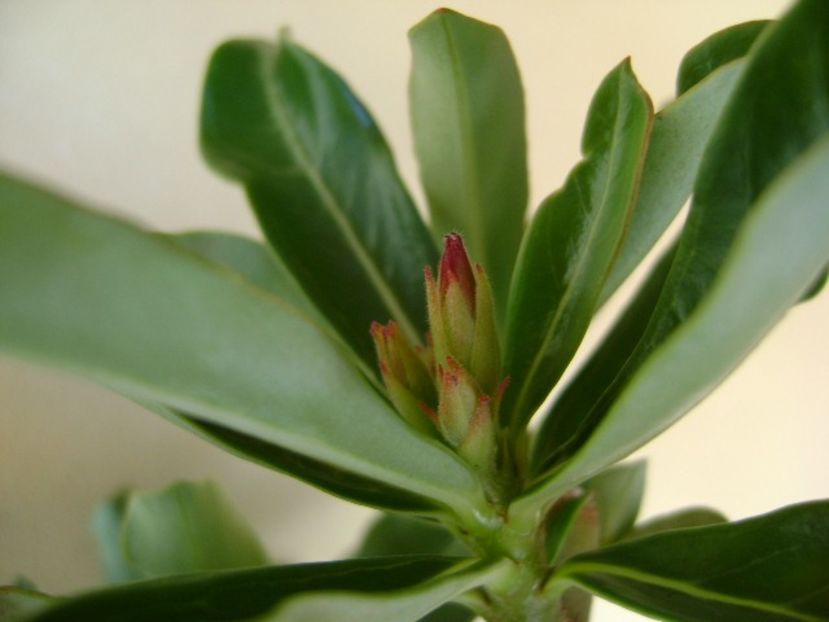 Adenium obesum - Caudiciforme si bulbi 2018