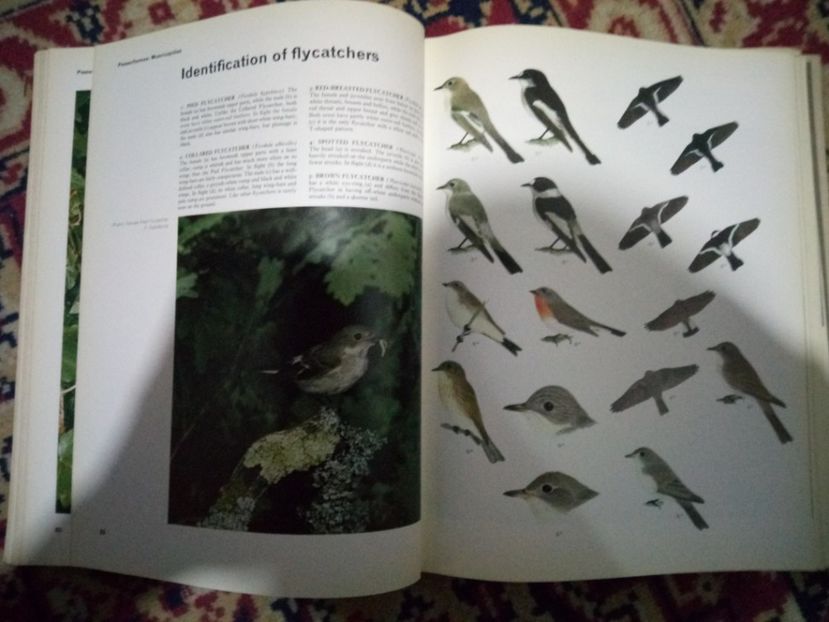 Cântătoare - 1 - DE VANZARE