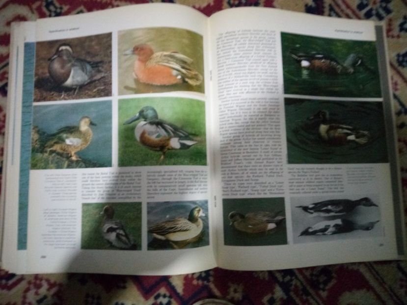 Poze prezentare specii - 1 - DE VANZARE