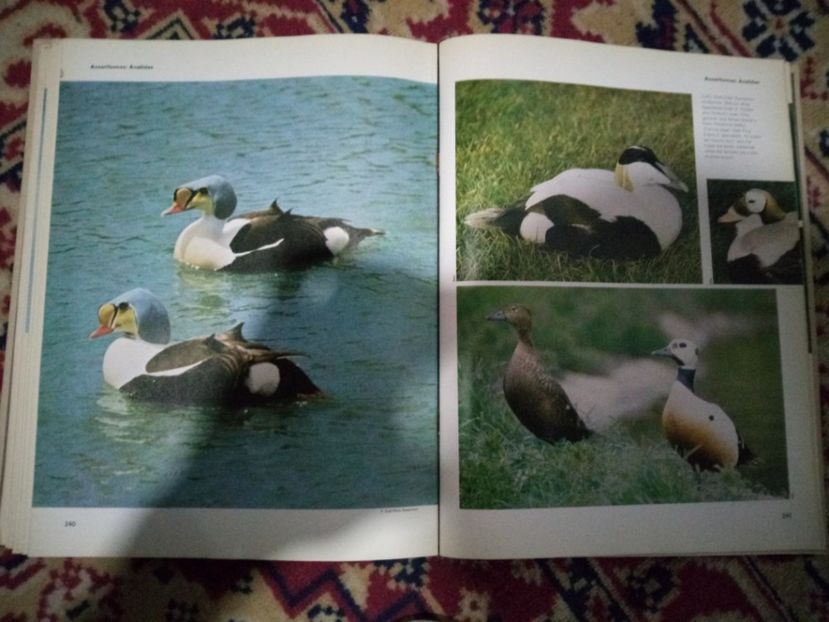 Impecabil realizate - 1 - DE VANZARE