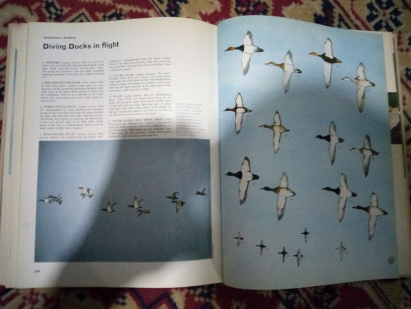 Recunoașterea speciilor în zbor - 1 - DE VANZARE