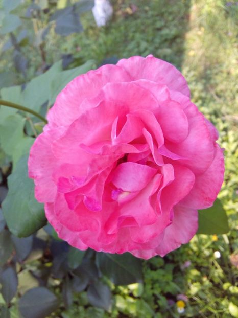  - TRANDAFIRI 2018-2019