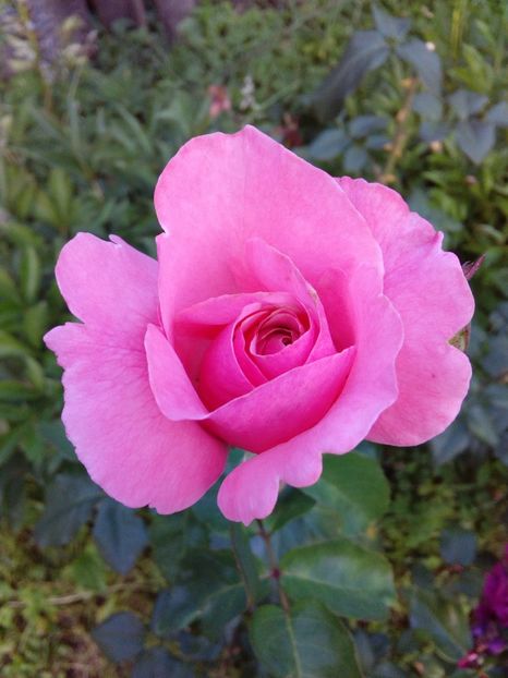  - TRANDAFIRI 2018-2019