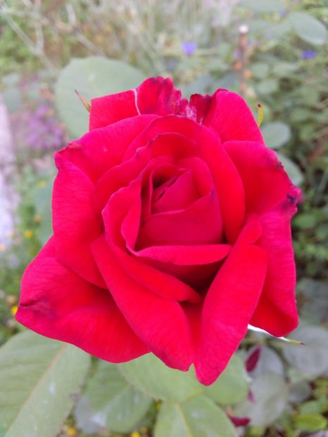  - TRANDAFIRI 2018-2019