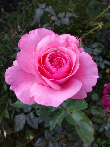  - TRANDAFIRI 2018-2019