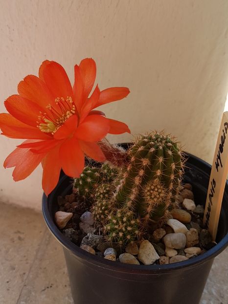  - Cactusi si plante suculente 2017-2018-2019