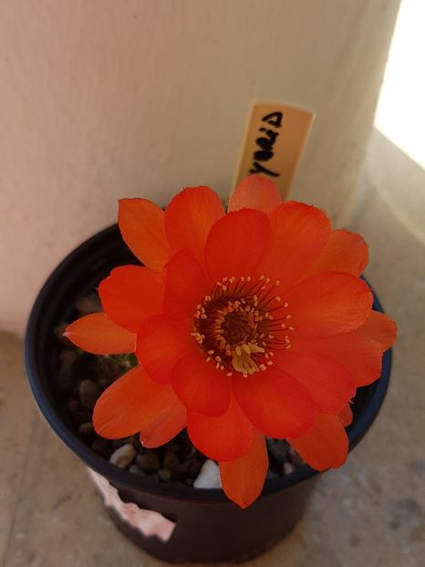  - Cactusi si plante suculente 2017-2018-2019