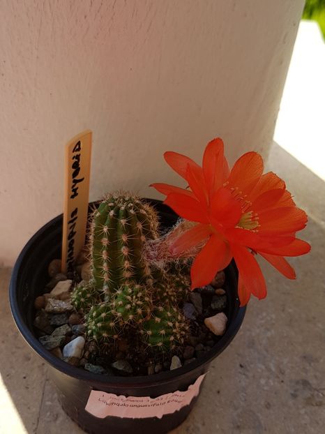  - Cactusi si plante suculente 2017-2018-2019