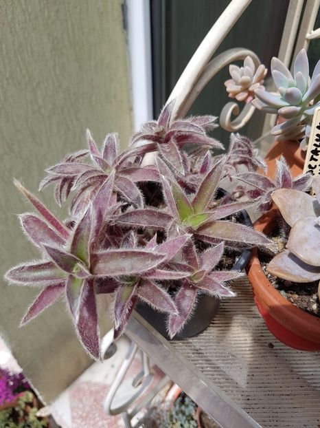 Tradescantia somaliensis - Cactusi si plante suculente 2017-2018-2019