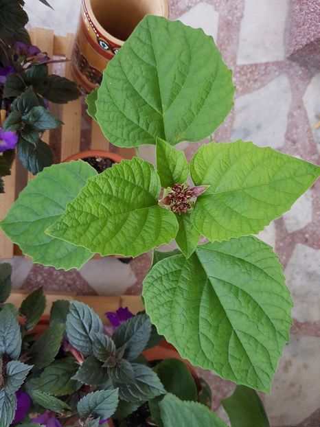 Clero reloaded - Clerodendrum fragrans
