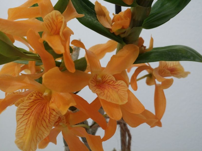 Dendrobium nobile Stardust Firebird - Orhidee din colecția mea