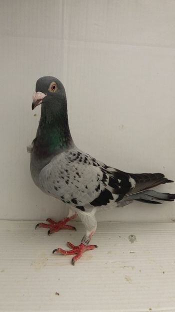 F 2015 vanduta - De! voiajori vanduti