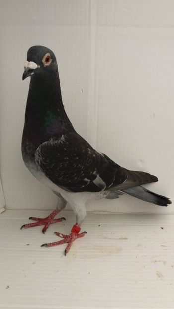 M 2017 vandut - De! voiajori vanduti