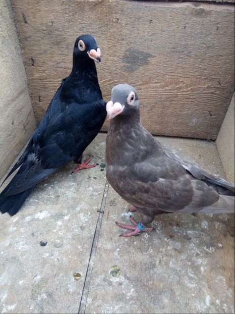 Pui din P14 - Pui 2018