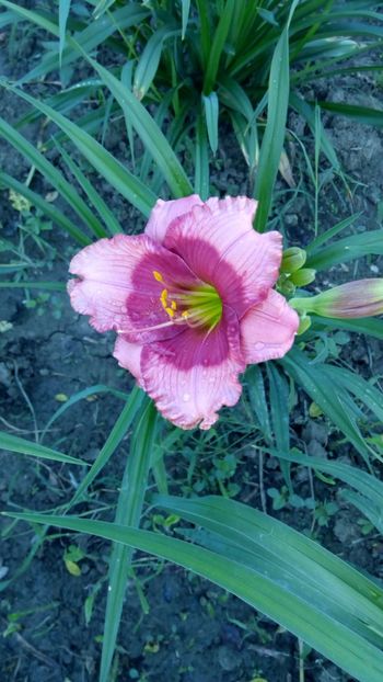 hello screamer - 2018 Hemerocallisi