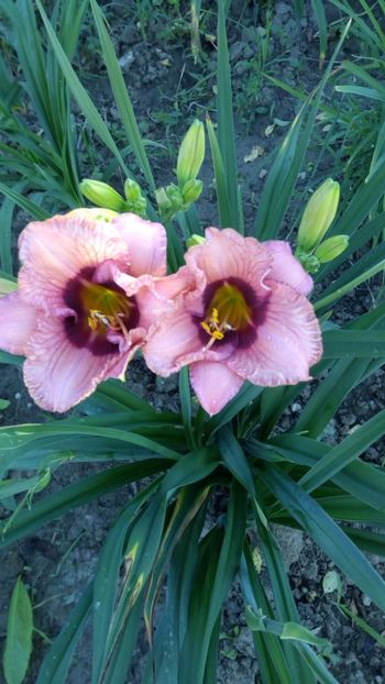 orchid candy - 2018 Hemerocallisi