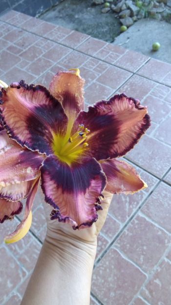 Exotic treasure - 2018 Hemerocallisi