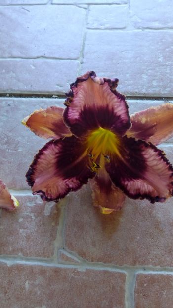 Exotic treasure - 2018 Hemerocallisi