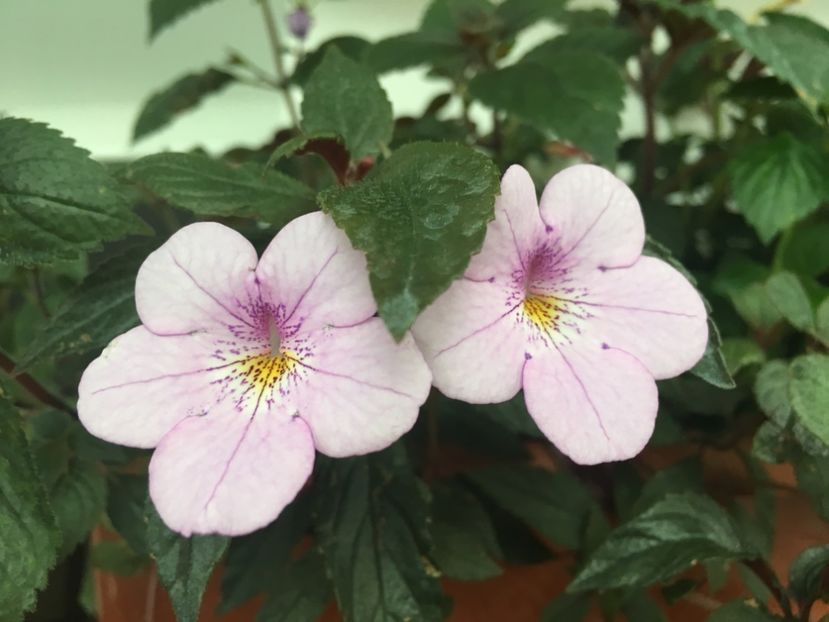 Ambroise Verschaffelt - Achimenes 2018