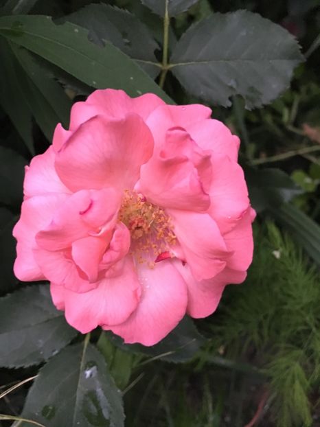 Parade - Trandafiri 2018 ll