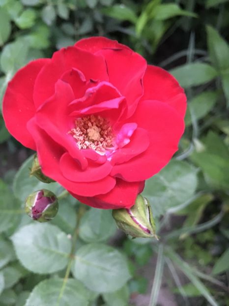 Gradinamax - Trandafiri 2018 ll