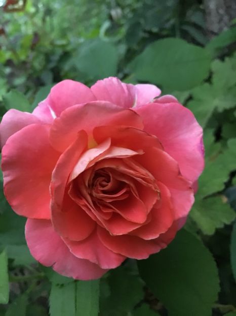 Jef l’artist - Trandafiri 2018 ll