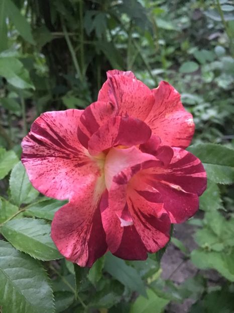 summer lodge - Trandafiri 2018 ll