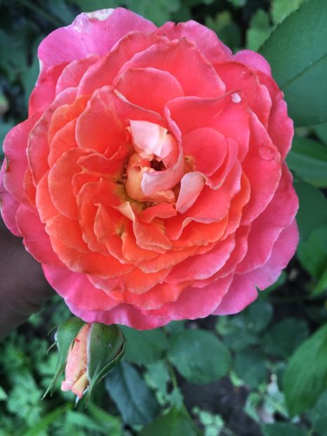 Jef l’artist - Trandafiri 2018 ll