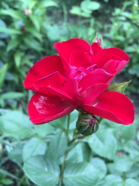 gradinamax - Trandafiri 2018 ll