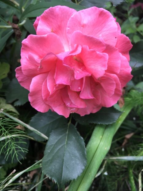 parade - Trandafiri 2018 ll