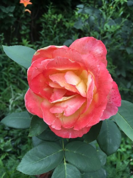 veteran necunoscut - Trandafiri 2018 ll