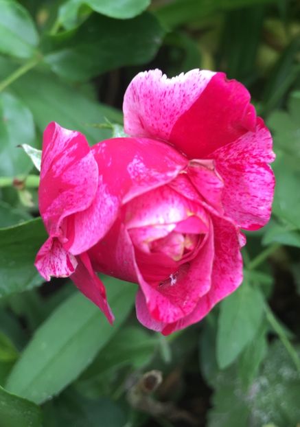 INES Sartre urcator - Trandafiri 2018 ll