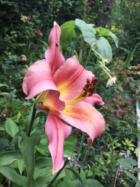 2C7238B2-C5C0-48AE-BF9B-710F541A313C - Crini in gradina