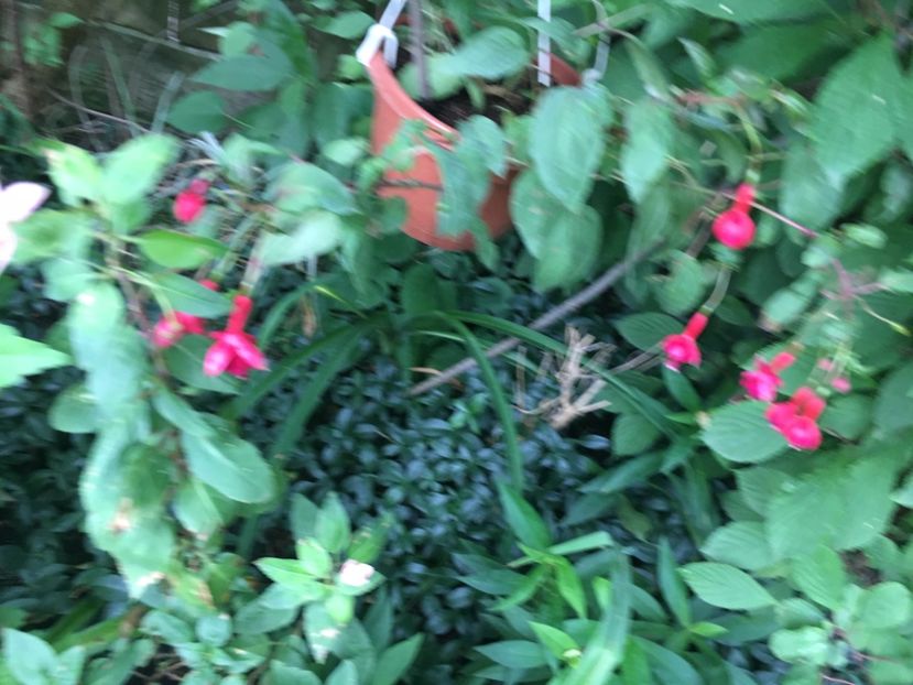 marinka - Fucsii 2018