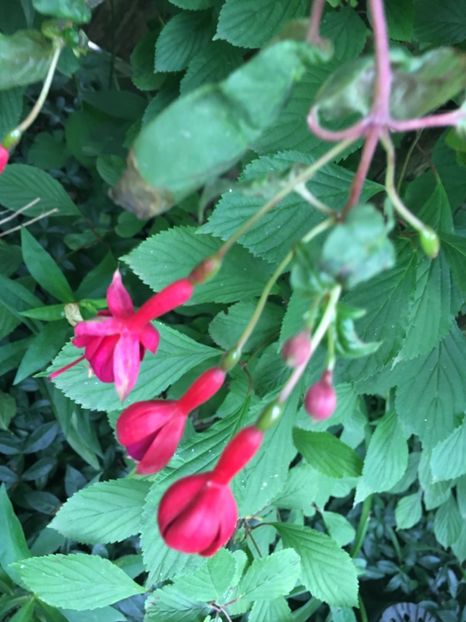 Marinka - Fucsii 2018