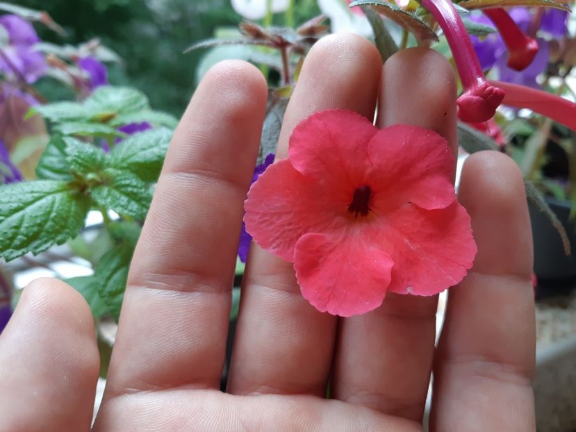  - Achimenes