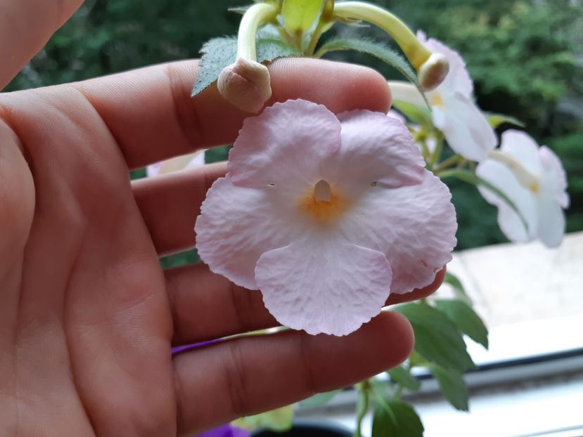  - Achimenes