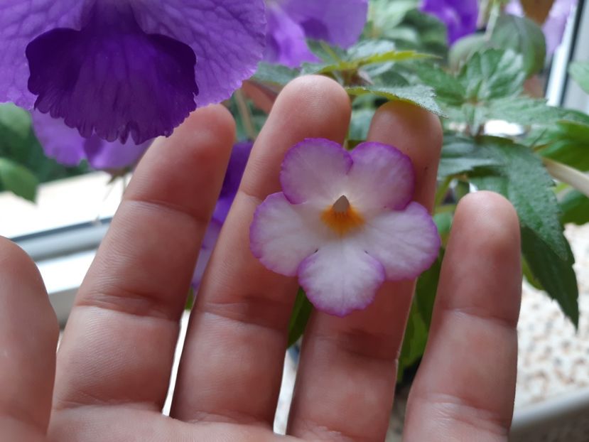  - Achimenes