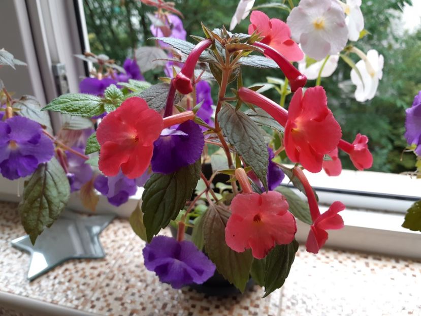 Orange delight - Achimenes
