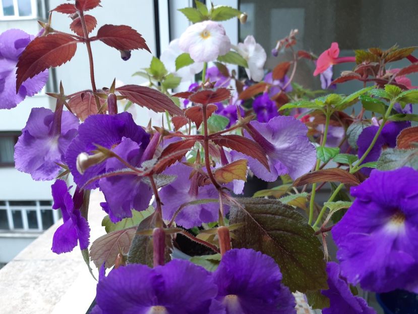 Feerie - Achimenes
