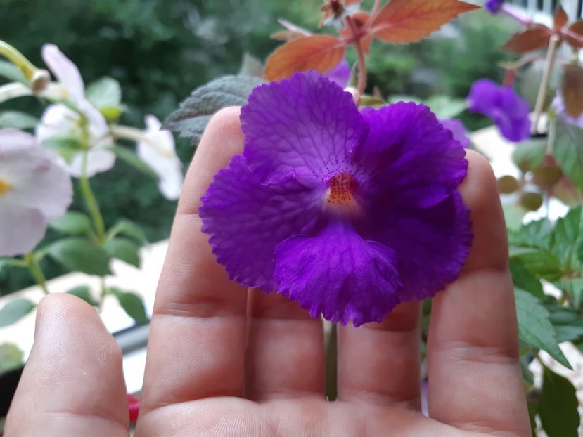 Purple king - Achimenes
