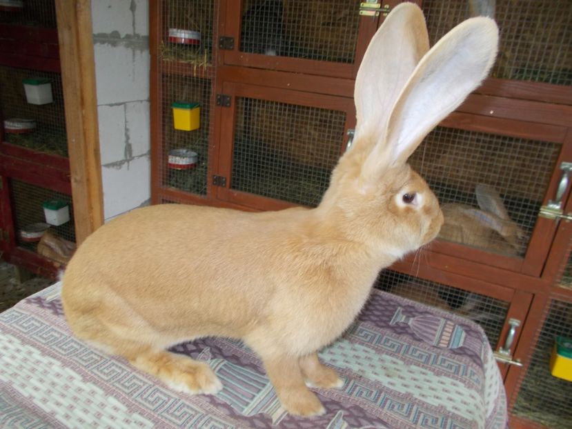  - 3 FEMELA 96-5 P CAMPION